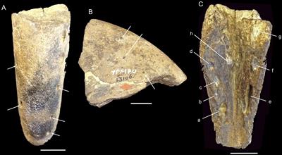 The True Identity of Putative Tooth Alveoli in a Cenozoic Crown Bird, the Gastornithid Omorhamphus